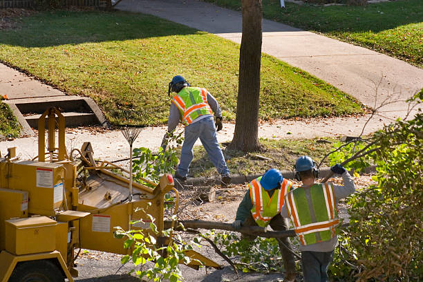 Lawn Renovation and Restoration in Newton, IL